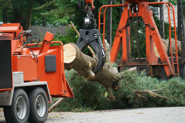 Best Hazardous Tree Removal  in USA